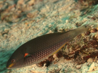 Stethojulis Albovittata